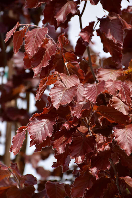 Red Obelisk Beech Fagus Sylvatica Red Obelisk In Tecumseh Ontario