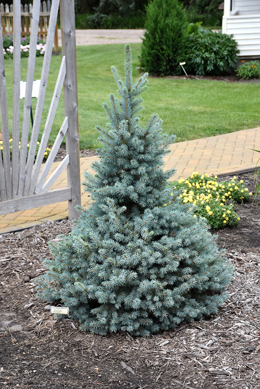 Sester Dwarf Blue Spruce (Picea pungens 'Sester Dwarf') at Maidstone Tree Farm