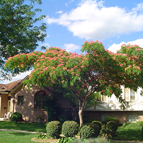 mimosa tree