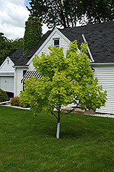 Princeton Gold Maple (Acer platanoides 'Princeton Gold') at Maidstone Tree Farm