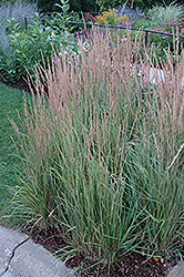 Variegated Reed Grass (Calamagrostis x acutiflora 'Overdam') at Maidstone Tree Farm