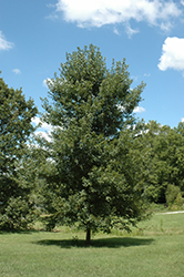 Redpointe Red Maple (Acer rubrum 'Redpointe') at Maidstone Tree Farm