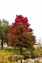 Red Sunset Red Maple (Acer rubrum 'Red Sunset') at Maidstone Tree Farm
